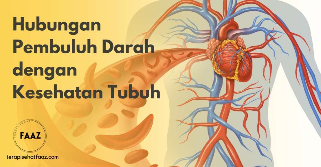 Hubungan Pembuluh Darah dengan Kesehatan Tubuh